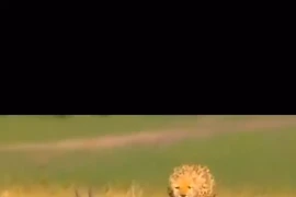 Màn đào thoát ngoạn mục của linh dương trước báo đốm