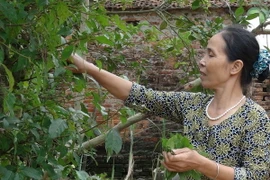 "Học trộm" nghề làm nem thính Bùi Xá đúng chất ở Bắc Ninh