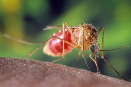 Muỗi là thủ phạm gieo rắc virus Tây sông Nile sang người. (Ảnh: inserbia.info)