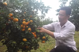 Anh Lê Minh Hải, xã Xuân Hòa, huyện Như Xuân, là một trong những người tiên phong đầu tiên trồng cây cam ở đất Xuân Hòa. (Ảnh: Khiếu Tư/TTXVN)