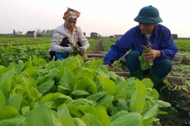 Trong phong trào xây dựng nông thôn mới, các hợp tác xã nông nghiệp có những đóng góp rất quan trọng, không chỉ tiêu thụ sản phẩm cho bà con nông dân mà còn góp phần phát triển kinh tế, nâng cao thu nhập cho người nông dân và tạo động lực cho quá trình xâ