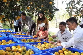 Kiểm tra công tác đóng gói, dán nhãn trước khi cung ứng, tiêu thụ cam lòng vàng Hà Giang. (Ảnh: TTXVN)