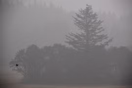 Khói mù do lửa cháy rừng bao phủ ở Sublimity, Oregon. (Ảnh: AFP/TTXVN)