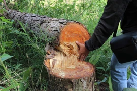 Những gốc thông bị hạ có đường kính tới 40cm. (Ảnh: Chu Quốc Hùng/TTXVN)