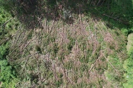 Cây bị đốn hạ nằm la liệt. (Ảnh: Chu Quốc Hùng/TTXVN)