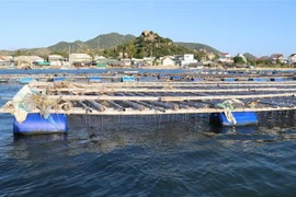 Lồng bè nuôi hàu Thái Bình Dương treo dây tại khu vực biển Đầm Nại, huyện Ninh Hải. (Ảnh: Nguyễn Thành/TTXVN)