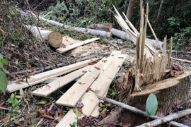 (Ảnh: Xuân Tiến/TTXVN)