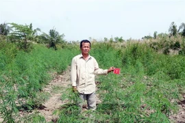 Đối tượng Nguyễn Văn Phúc tại nơi trồng cây cần sa. (Ảnh: TTXVN phát)