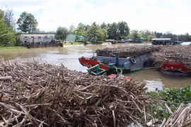 Nhiều ghe mía nằm chờ tại cầu cảng nhà máy Casuco, sáng 28/11. (Ảnh: Hồng Thái/TTXVN)