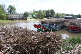 Nhiều ghe mía nằm chờ tại cầu cảng nhà máy Casuco, sáng 28/11. (Ảnh: Hồng Thái/TTXVN)