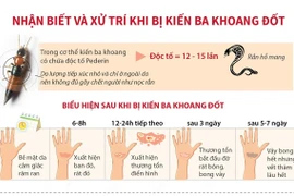 Cách nhận biết và xử trí khi bị kiến ba khoang đốt.
