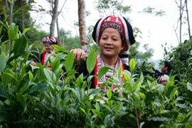 Thu hoạch chè shan tuyết. (Ảnh: Nam Thái/TTXVN)