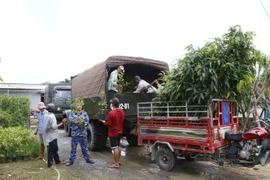 Số cây xanh được đưa lên xe để vận chuyển về Vùng 4 Hải quân, tỉnh Khánh Hòa. (Ảnh: TTXVN phát)