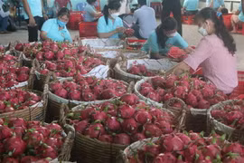 Phân loại thanh long. (Nguồn: TTXVN)