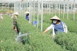 Người dân chăm sóc, cắt tỉa nụ hoa cúc tại làng hoa Dương Sơn. (Ảnh: Văn Dũng/TTXVN)