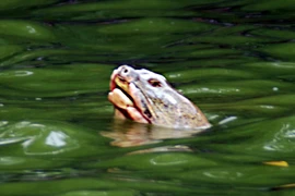 "Cụ" rùa hồ Gươm khi còn sống. (Ảnh : Lê Mạnh Linh-TTXVN/phát)