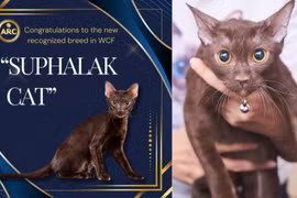 Suphalak, là một giống mèo cổ có gốc ở Thái Lan. (Nguồn: PRD Thái Lan)