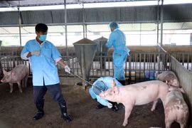 Ngành chức năng tỉnh Ninh Thuận lấy mẫu huyết thanh của đàn lợn ông Đỗ Tấn Đức để gửi kiểm tra dịch bệnh tả lợn Châu Phi. (Ảnh: Côn)g Thử/TTXVN)