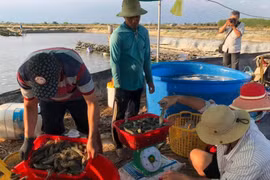 Thương lái thu mua tôm ở Bạc Liêu. (Ảnh: Huỳnh Sử/TTXVN)