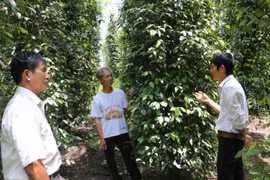 Người dân ấp Tân Hưng, xã Phước Thiện, huyện Bù Đốp lo lắng khi tiêu ra trái ít hơn rất nhiều so với vụ mùa 2018. (Ảnh: K GỬIH/TTXVN)