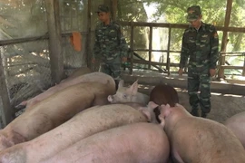 Hơn 2,2 tấn lợn nhập lậu qua biên giới vào sáng ngày 16/12 bị thu giữ. (Ảnh: Chương Đài/TTXVN)