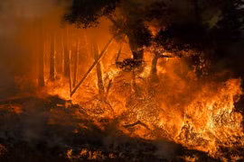 Cháy rừng bang California của Mỹ. (Ảnh: AFP/TTXVN)