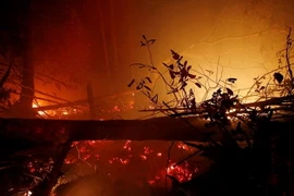 76% diện tích đất ở Indonesia bị cháy là ở các vùng đất bị bỏ hoang vốn vài năm trước đây là rừng. (Nguồn: ndtv)