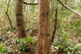 Rừng phòng hộ Dầu Tiếng. (Ảnh: Lê Đức Hoảnh/TTXVN)