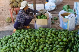 Nông dân xã Ea Hleo, thành phố Buôn Ma Thuột phân loại và đóng gói quả bơ trước khi bán ra thị trường. (Ảnh: Dương Giang/TTXVN)