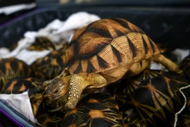 Ảnh minh họa. (Nguồn: EPA/TTXVN)