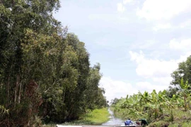 (Ảnh minh họa: Kim Há/TTXVN)