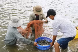 Thu hoạch tôm nuôi. (Ảnh minh họa: Chanh Đa/TTXVN)