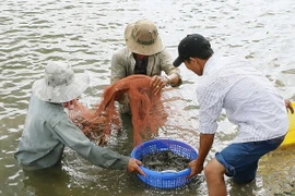 Thu hoạch tôm nuôi. (Ảnh minh họa: Chanh Đa/TTXVN)