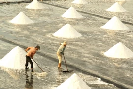 Diêm dân thu hoạch muối. (Ảnh:Huỳnh Sử/TTXVN)