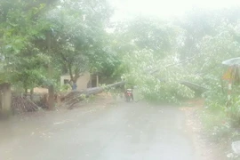 Gió lốc mạnh trong cơn dông cũng khiến nhiều cây xanh bị quật đổ. (Nguồn: TTXVN​)