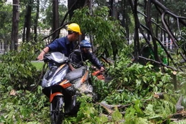 Mưa dông có thể làm ngã đổ, bật gốc nhiều cây xanh. (Ảnh: An Hiếu/TTXVN)