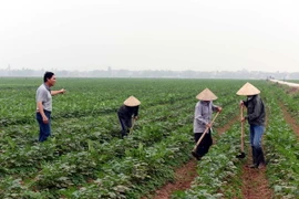 Ảnh chỉ có tính minh họa. (Ảnh: Nguyễn Văn Cảnh/TTXVN)