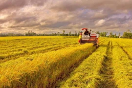 Thu hoạch lúa ở xã Thanh Thủy, huyện Vị Thủy, tỉnh Hậu Giang. (Ảnh: Duy Khương/TTXVN)