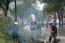 Cây đổ do giông lốc tại Thành phố Hồ Chí Minh. (Ảnh: Tràng Giang/TTXVN)