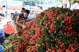 Vải được thu mua phân loại. (Ảnh: Quý Trung/TTXVN)