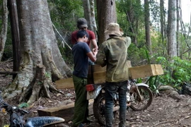 Lâm tặc công khai bốc xếp, vận chuyển gỗ lậu trên địa bàn xã Đăk Nhoong. (Ảnh: Cao Nguyên/TTXVN)