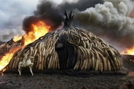 Ngà voi và sừng tê giác bị tiêu hủy tại Nairobi, Kenya. (Nguồn: AFP/TTXVN)