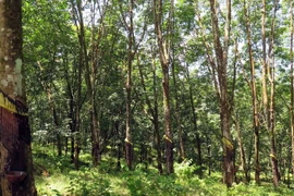 Rừng cao su. (Ảnh: Đỗ Văn Trưởng/TTXVN)