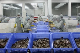 Chế biến tôm xuất khẩu. (Ảnh: Huy Hùng/TTXVN)