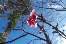 (Ảnh: Đặng Tuấn/Vietnam+)