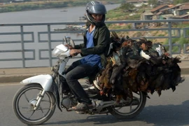 Vận chuyển gia cầm tại Phnom Penh ngày 12/2 vừa qua. (Ảnh: AFP/TTXVN)