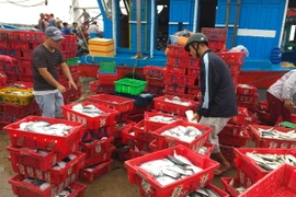 Thương lái mua cá của ngư dân tại cảng cá Thuận An. (Ảnh: Hồ Cầu/TTXVN)