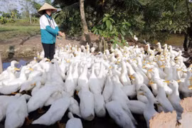 Nguồn vốn tín dụng chính sách đã hỗ trợ nhiều người thoát nghèo. (Ảnh: Vietnam+)