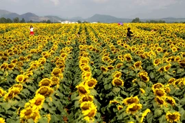 Hàng nghìn người đổ xô về cánh đồng hoa hướng dương ở Nghệ An