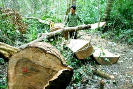 Hiện trường vụ phá rừng phòng hộ huyện Vĩnh Thạnh. (Ảnh: Nguyên Linh/TTXVN) 